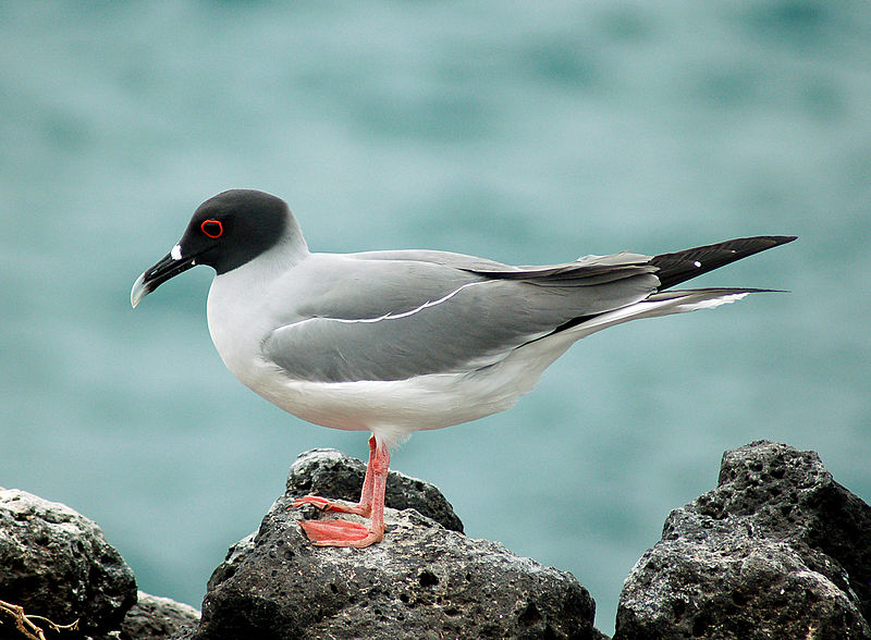 Swallow-tailed Gull (Creagrus furcatus) photo