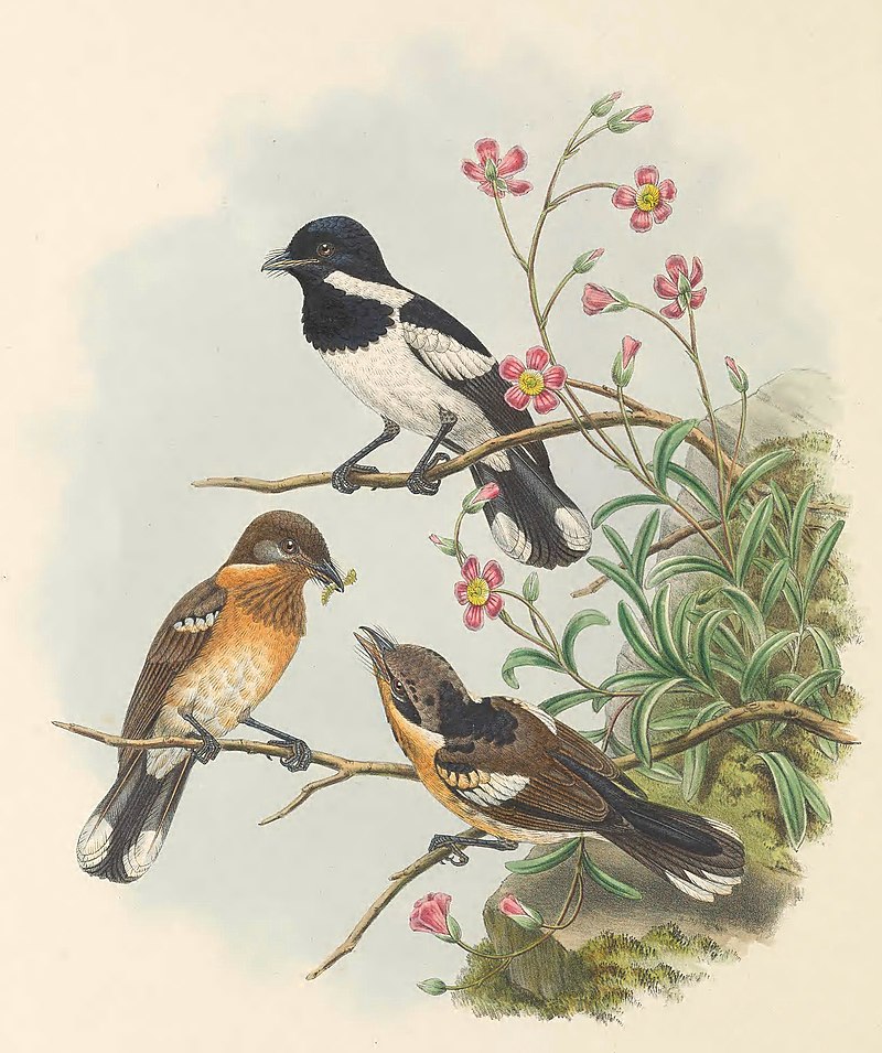 Solomons Monarch (Symposiachrus barbatus) photo