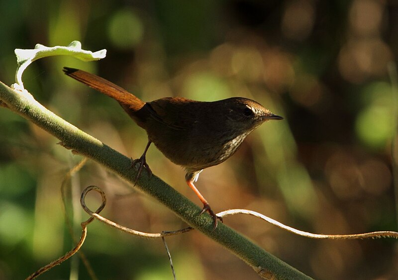 Barratt's Warbler (Bradypterus barratti) photo