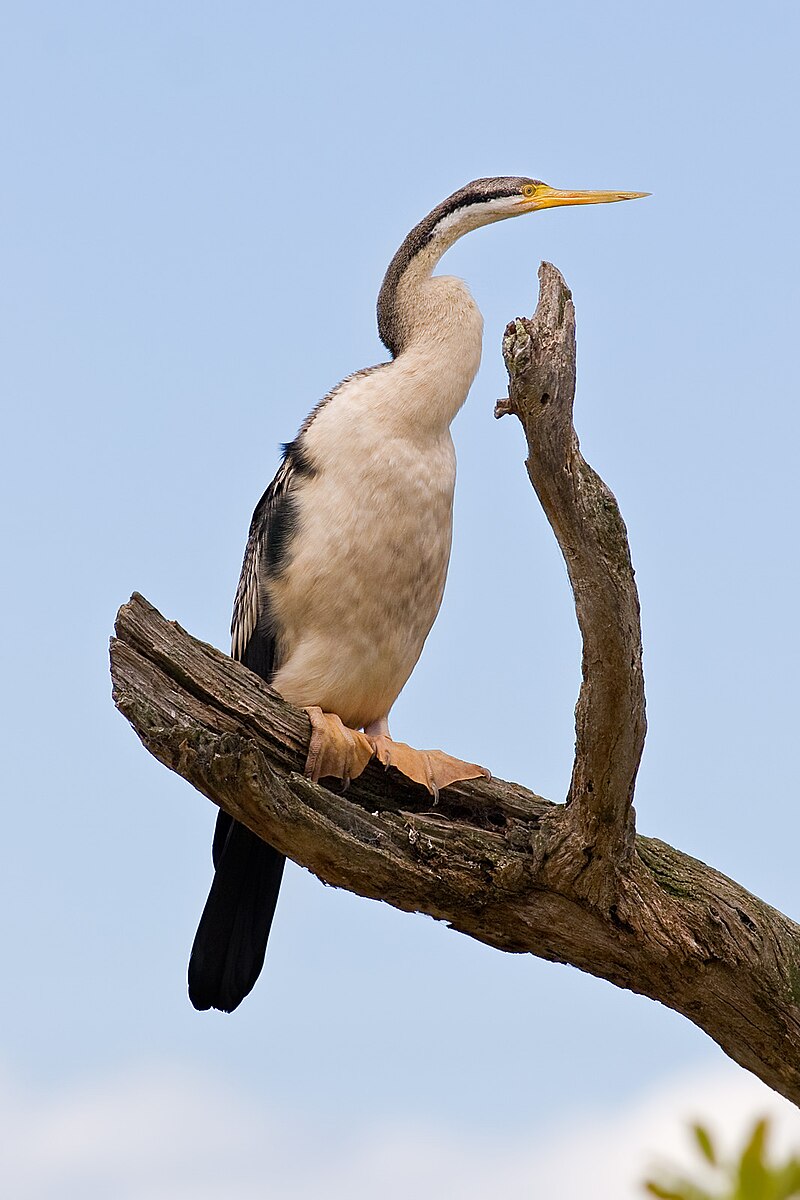 Australasian Darter (Anhinga novaehollandiae) photo
