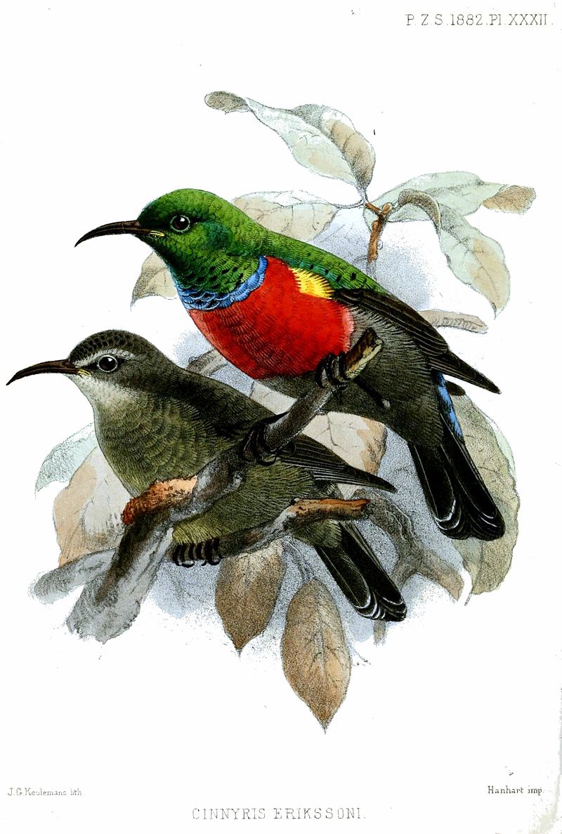 Montane Double-collared Sunbird (Cinnyris ludovicensis) photo