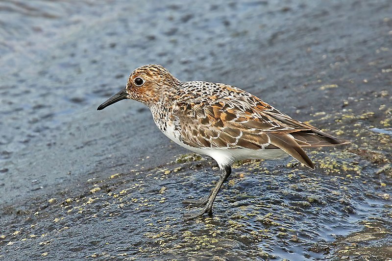 Sanderling (Calidris alba) photo