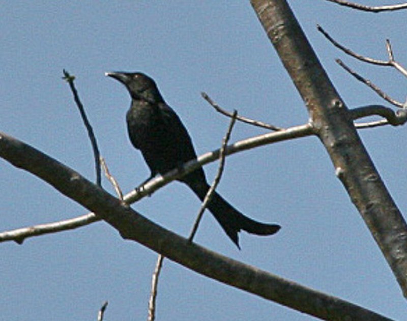 Wallacean Drongo (Dicrurus densus) photo