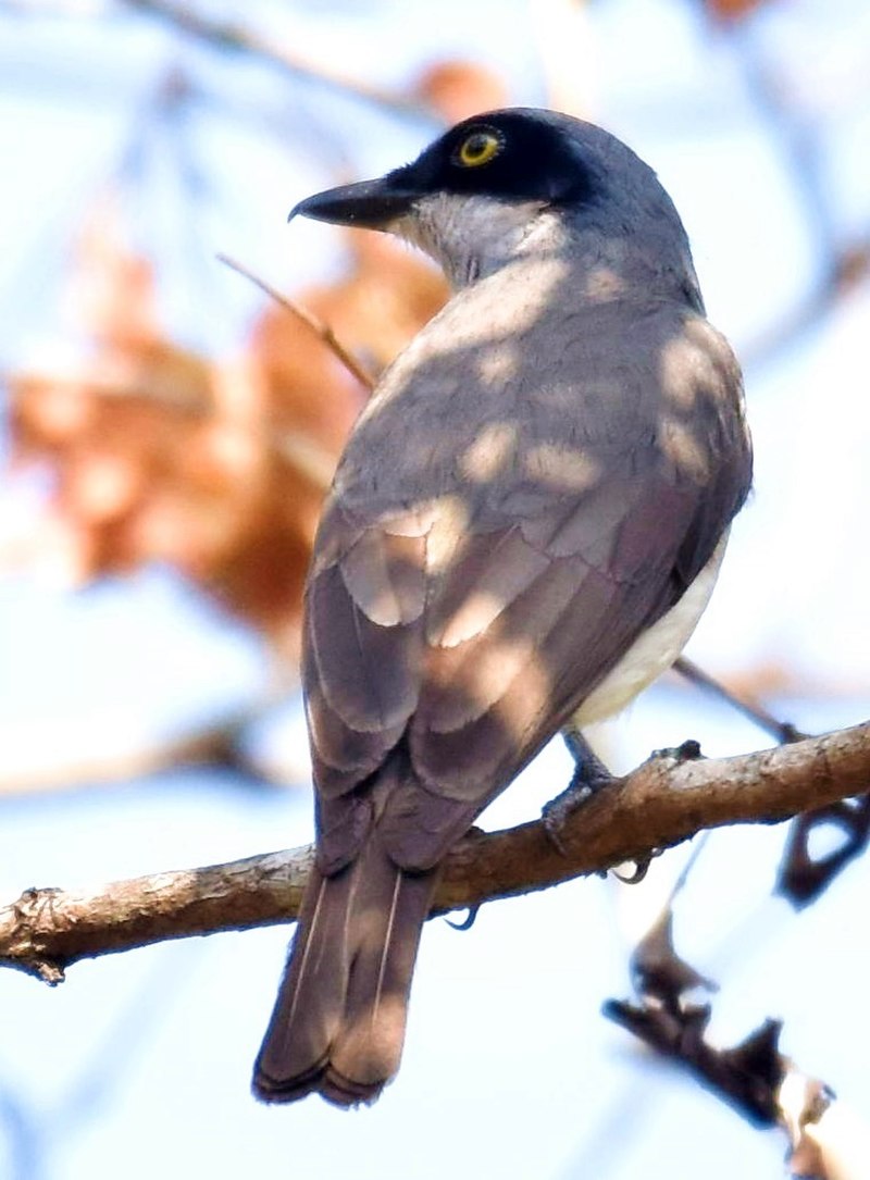 Malabar Woodshrike (Tephrodornis sylvicola) photo