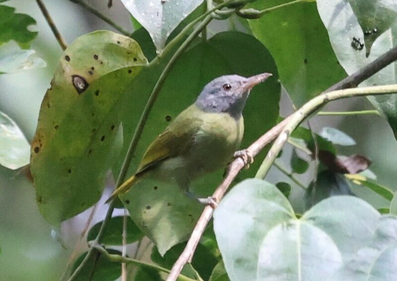 Gray-headed Sunbird (Deleornis axillaris) photo