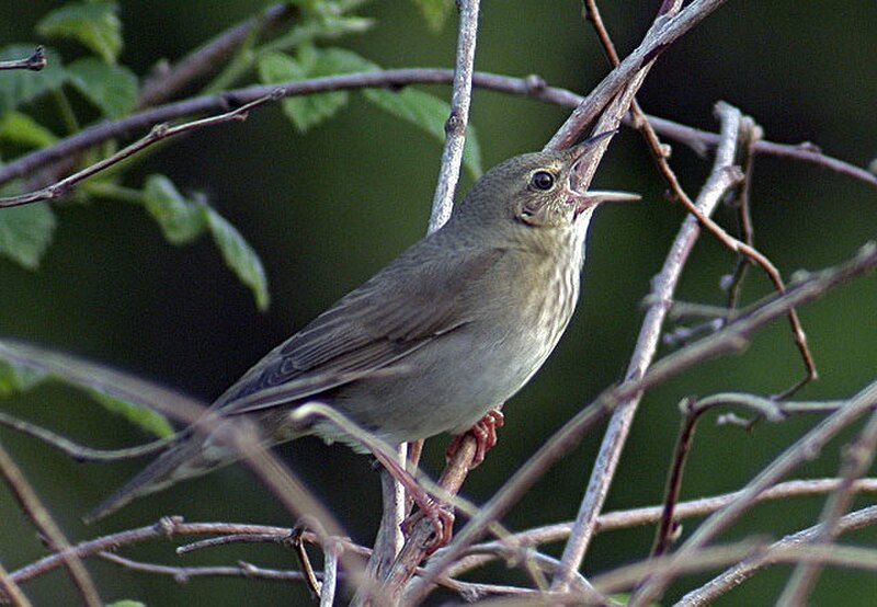 River Warbler (Locustella fluviatilis) photo