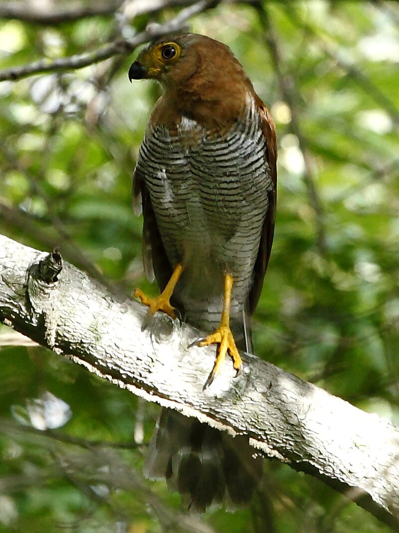 Barred Forest-Falcon (Micrastur ruficollis) photo