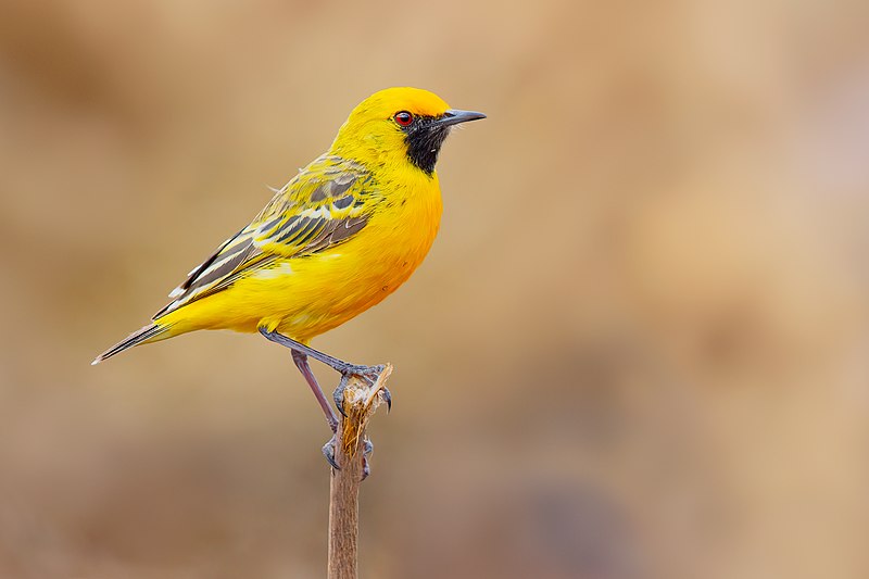 Orange Chat (Epthianura aurifrons) photo