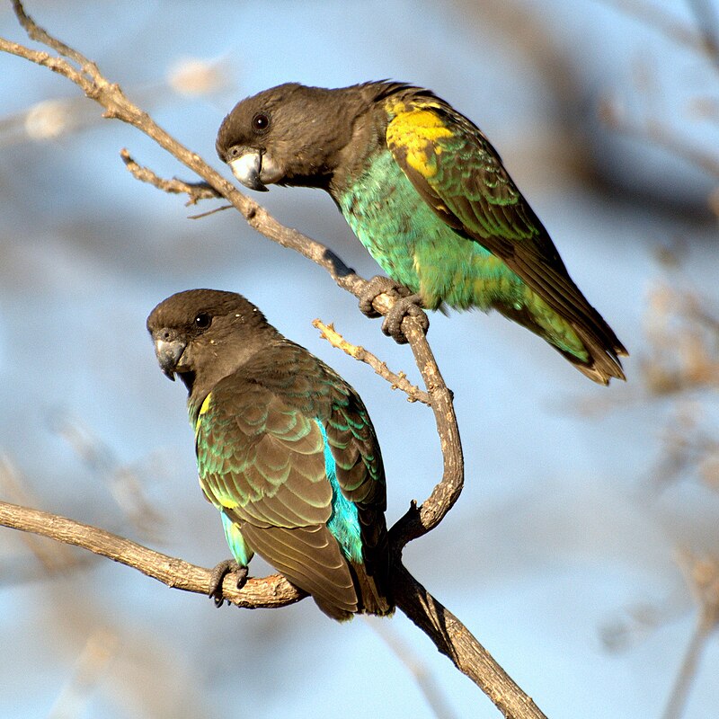 Meyer's Parrot (Poicephalus meyeri) photo