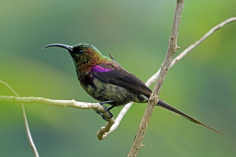 Tacazze Sunbird (Nectarinia tacazze) photo