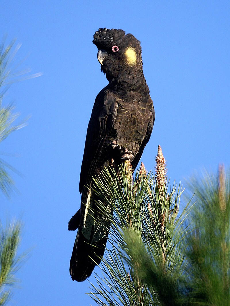 Yellow-tailed Black-Cockatoo (Zanda funerea) photo