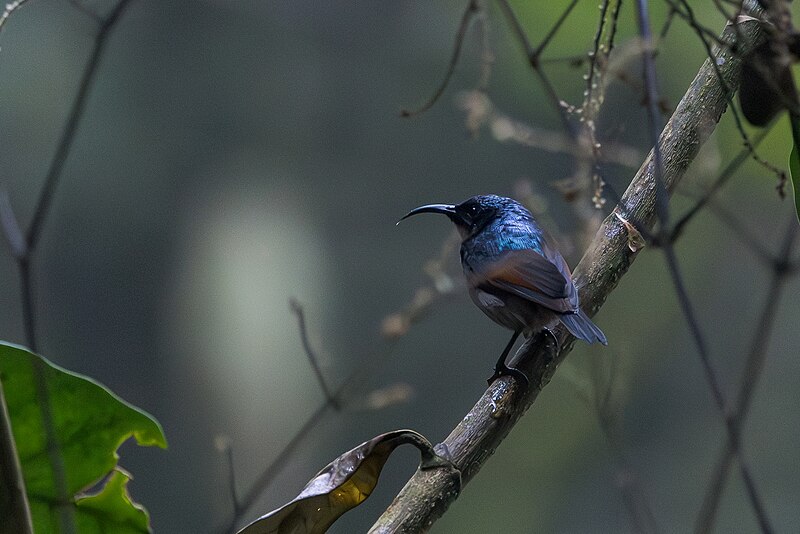 Rufous-winged Sunbird (Cinnyris rufipennis) photo