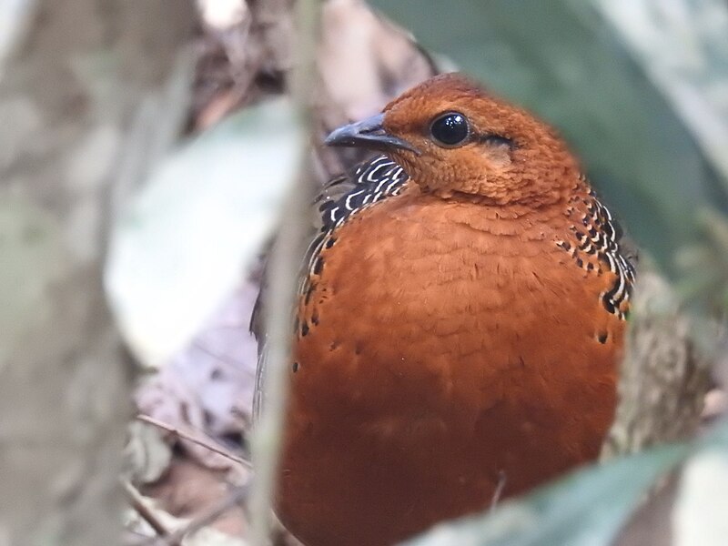 Ferruginous Partridge (Caloperdix oculeus) photo