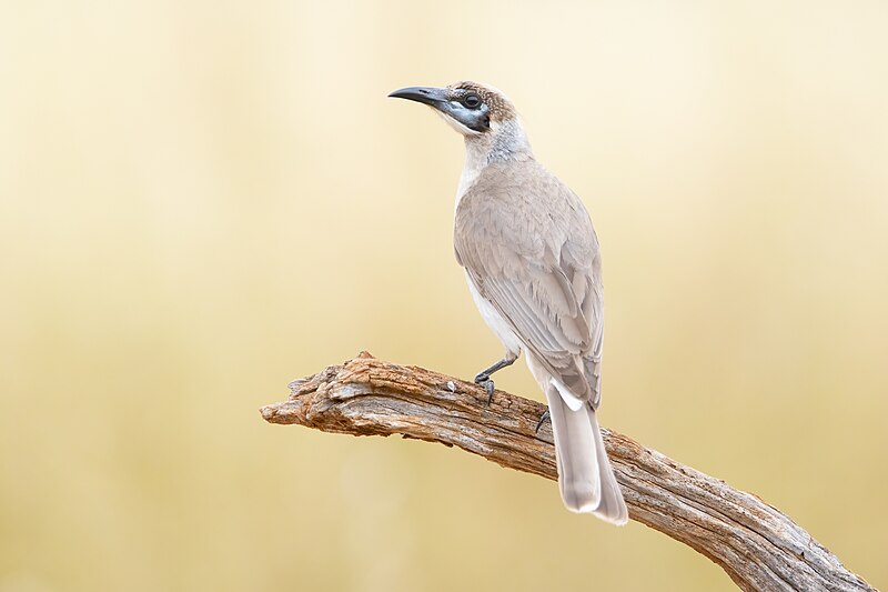 Little Friarbird (Philemon citreogularis) photo