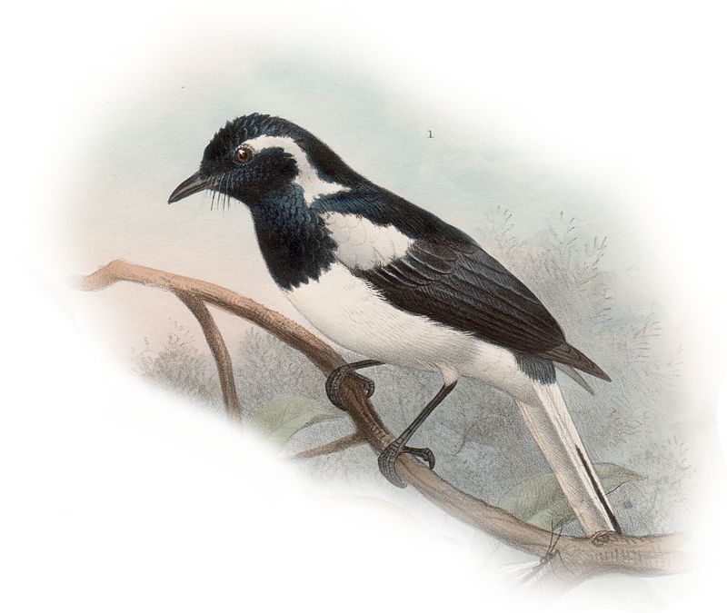 Manus Monarch (Symposiachrus infelix) photo