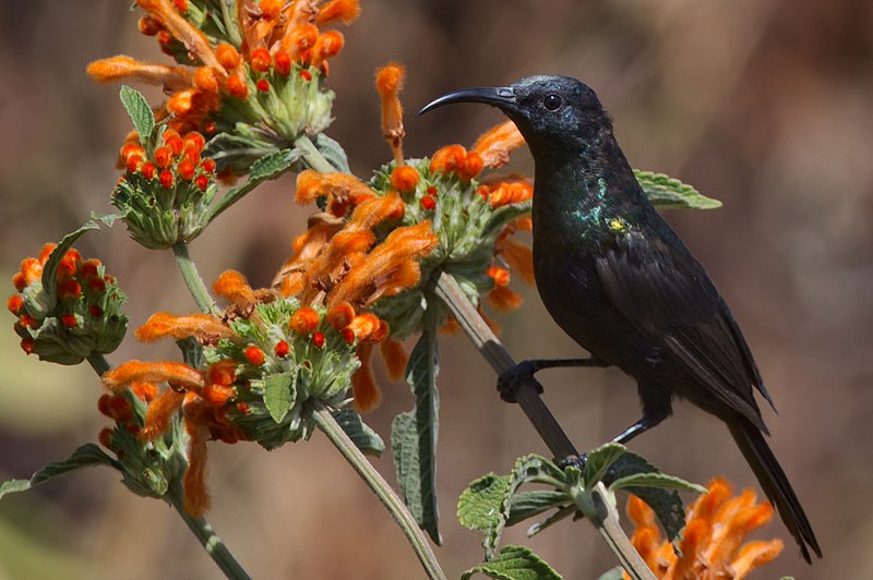Bocage's Sunbird (Nectarinia bocagii) photo
