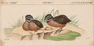 Gorgeted Wood-Quail (Odontophorus strophium) photo