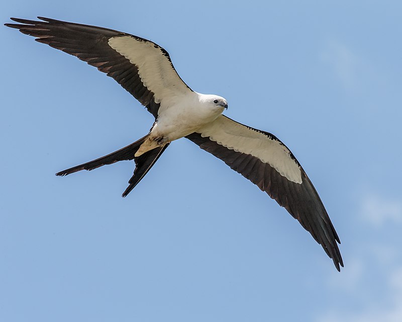 Swallow-tailed Kite (Elanoides forficatus) photo