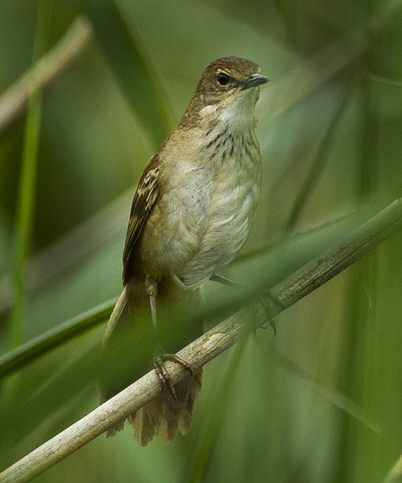 Little Rush Warbler (Bradypterus baboecala) photo