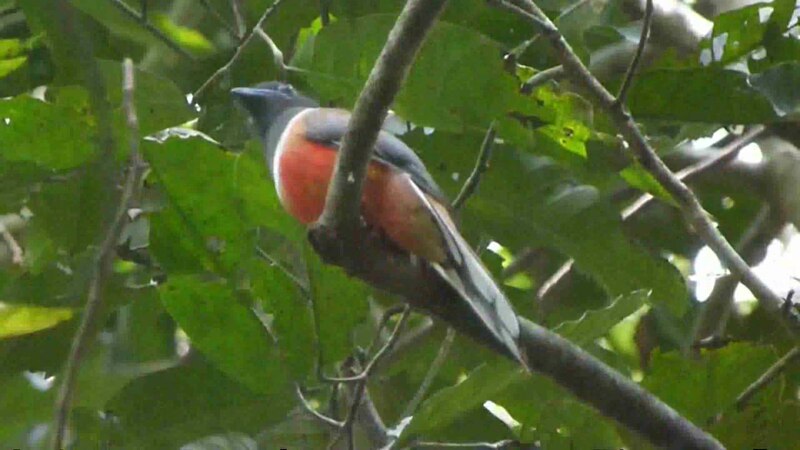 Malabar Trogon (Harpactes fasciatus) photo