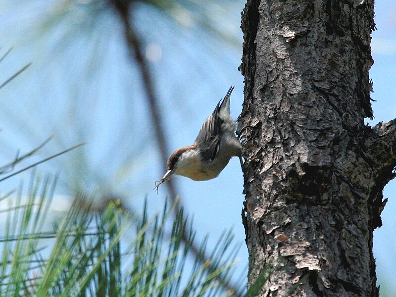 Bahama Nuthatch (Sitta insularis) photo