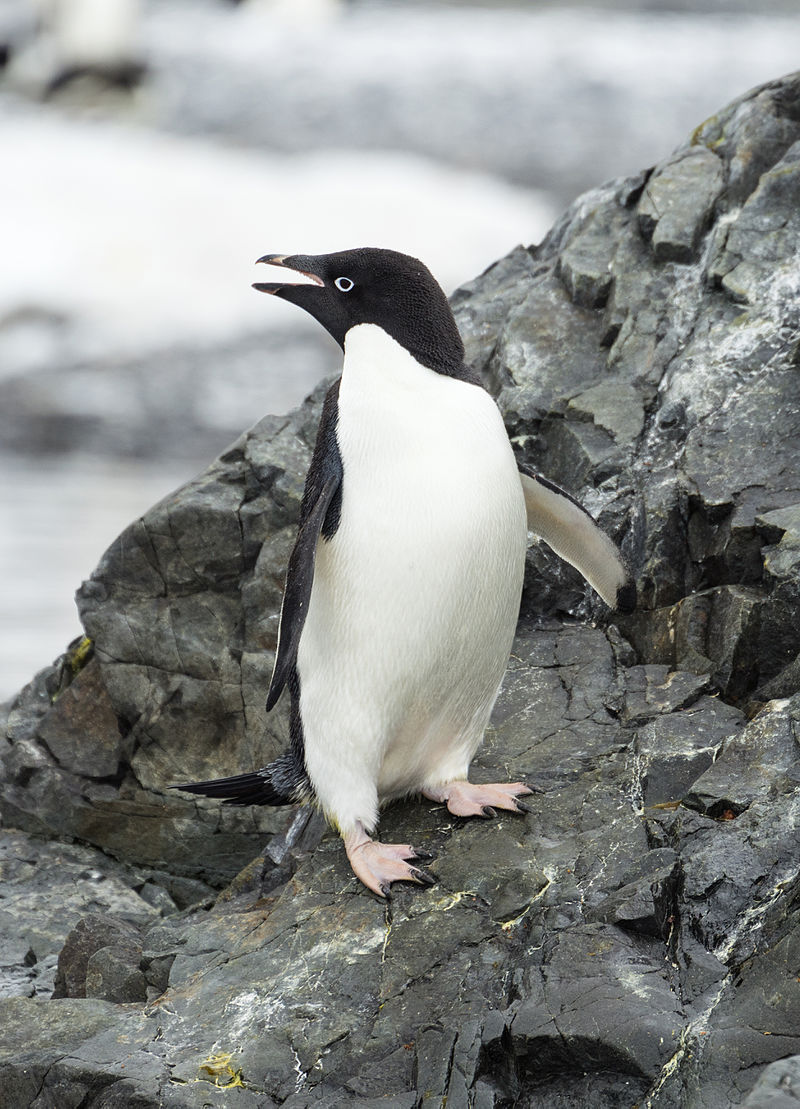 Adelie Penguin (Pygoscelis adeliae) photo
