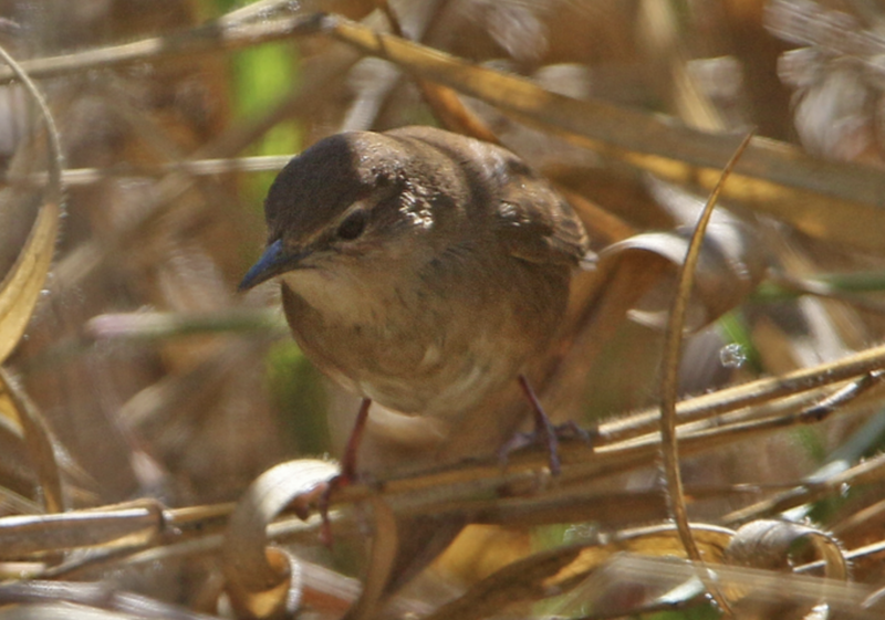 Dalat Bush Warbler (Locustella idonea) photo
