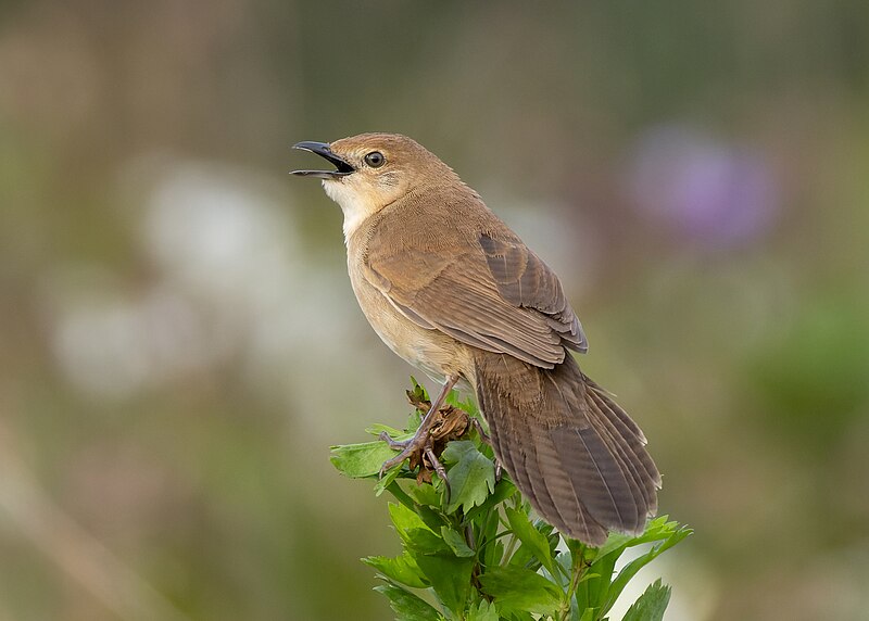 Broad-tailed Grassbird (Schoenicola platyurus) photo