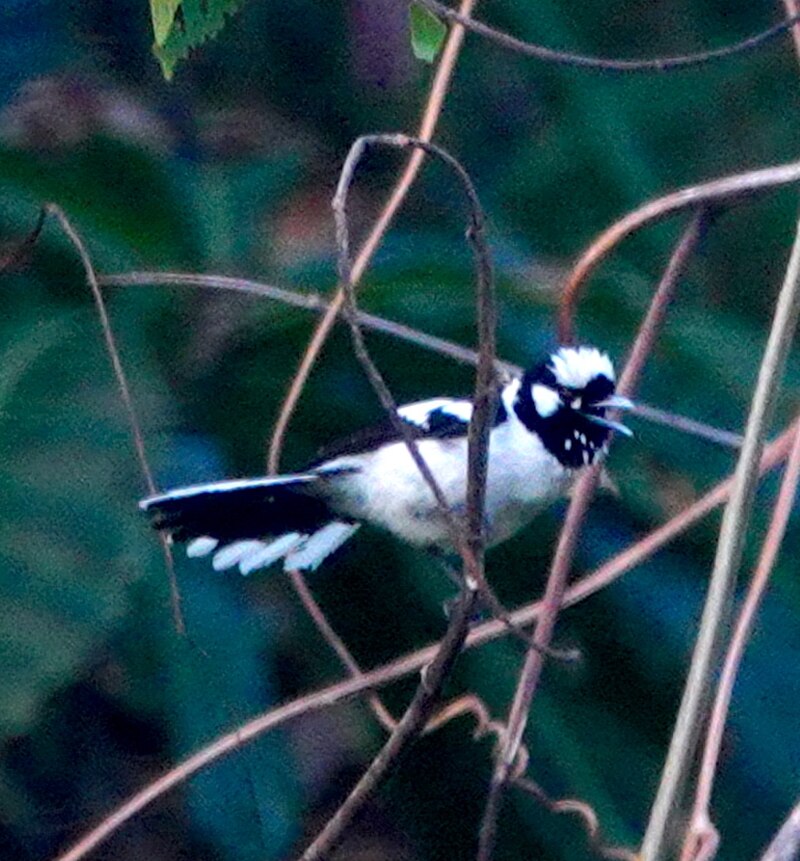 Tanimbar Monarch (Carterornis castus) photo