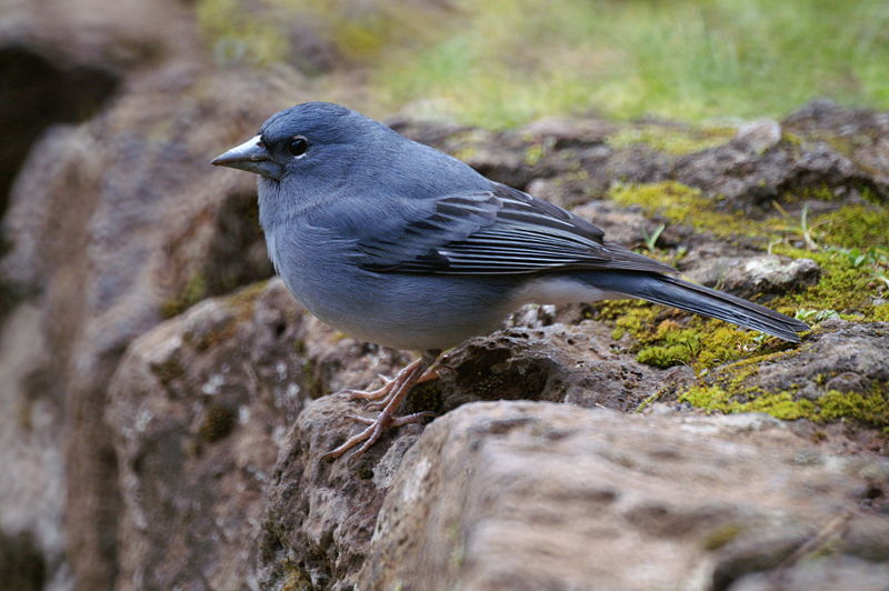 Tenerife Blue Chaffinch (Fringilla teydea) photo