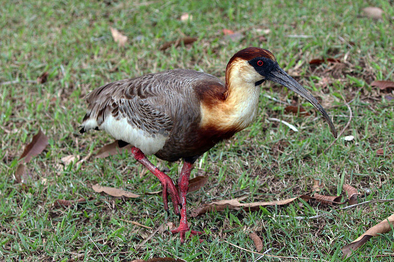 Buff-necked Ibis (Theristicus caudatus) photo