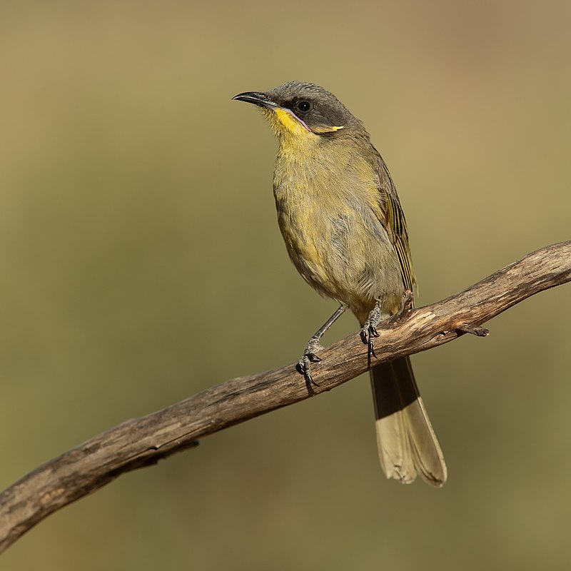 Purple-gaped Honeyeater (Lichenostomus cratitius) photo