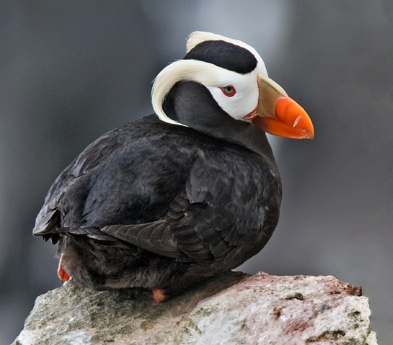 Tufted Puffin (Fratercula cirrhata) photo