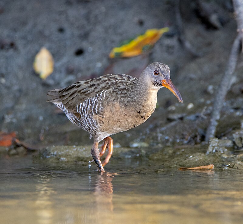 Mangrove Rail (Rallus longirostris) photo