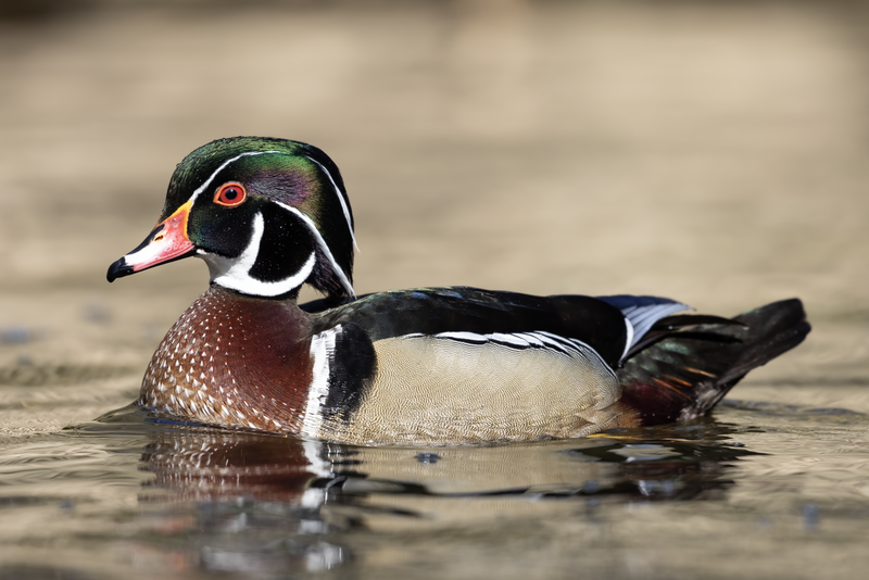 Wood Duck (Aix sponsa) photo