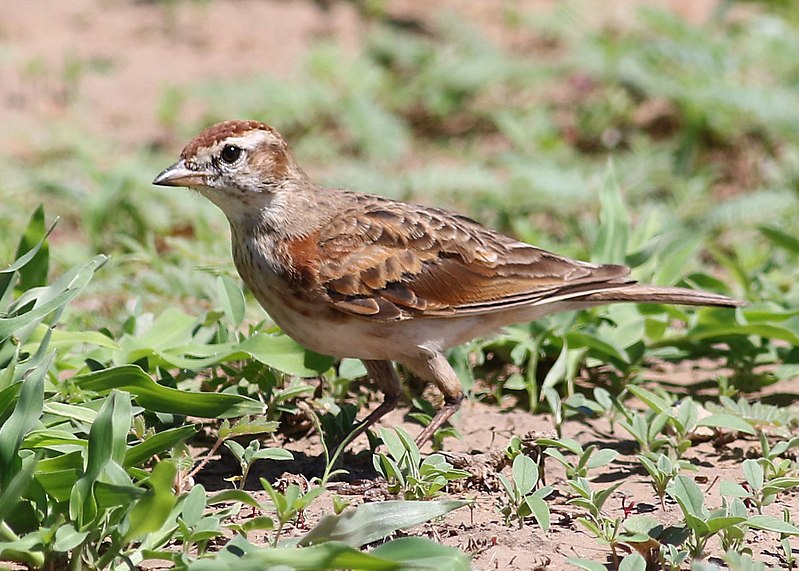 Red-capped Lark (Calandrella cinerea) photo