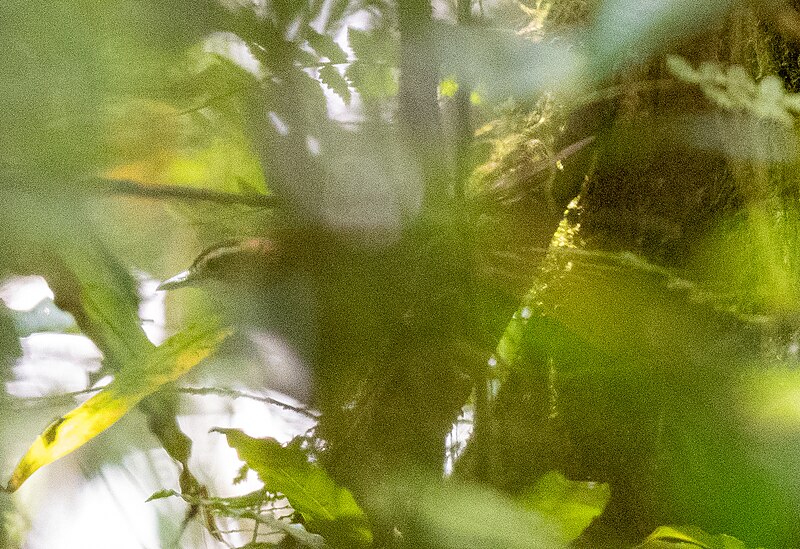 Long-legged Thicketbird (Cincloramphus rufus) photo