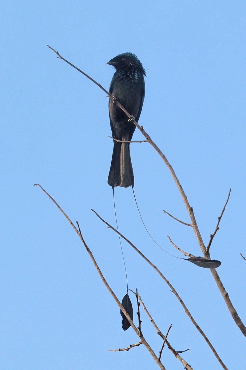 Lesser Racket-tailed Drongo (Dicrurus remifer) photo