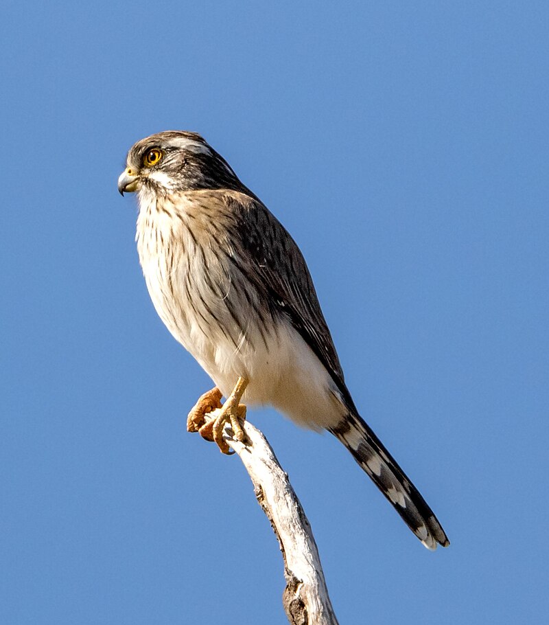 Spot-winged Falconet (Spiziapteryx circumcincta) photo