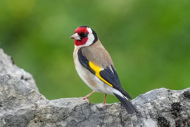 European Goldfinch (Carduelis carduelis) photo