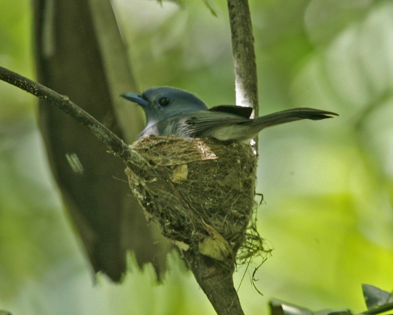 Pale-blue Monarch (Hypothymis puella) photo