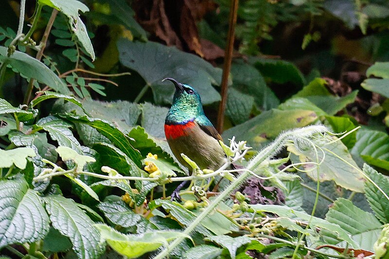 Usambara Double-collared Sunbird (Cinnyris usambaricus) photo
