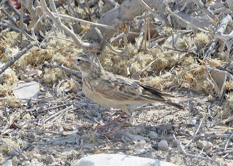 Pink-billed Lark (Spizocorys conirostris) photo