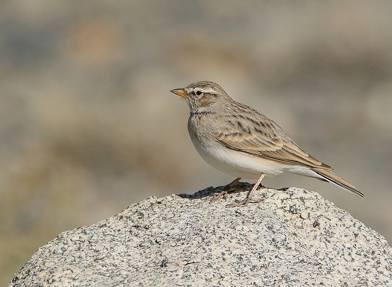 Hume's Lark (Calandrella acutirostris) photo