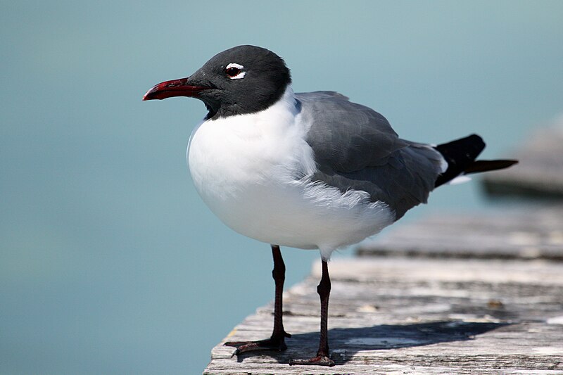 Laughing Gull (Leucophaeus atricilla) photo