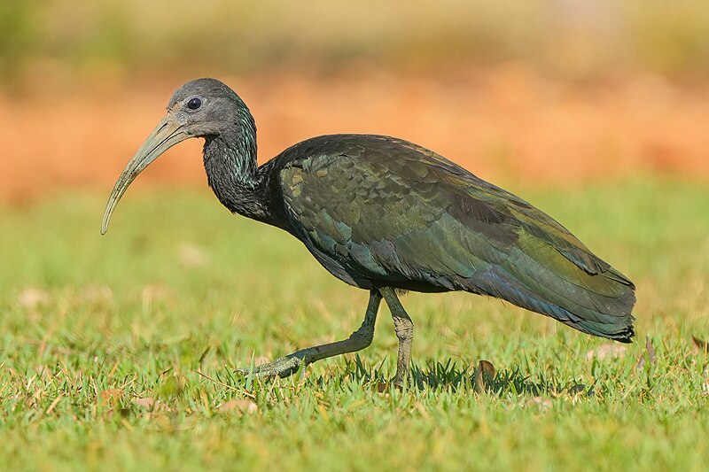 Green Ibis (Mesembrinibis cayennensis) photo