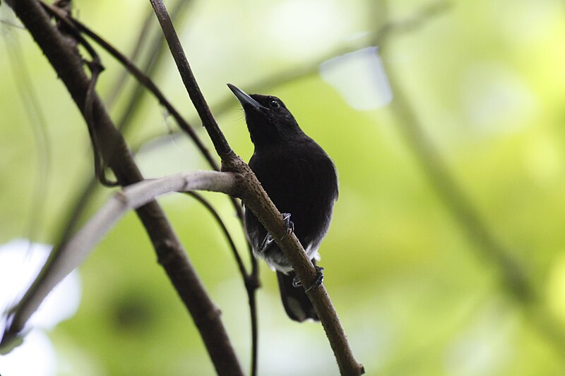 Chuuk Monarch (Metabolus rugensis) photo