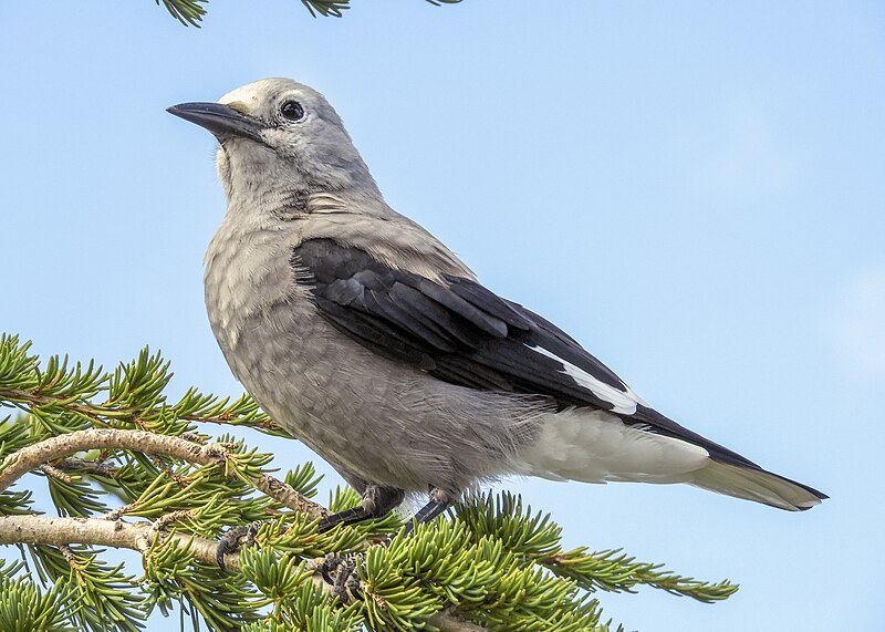 Clark's Nutcracker (Nucifraga columbiana) photo