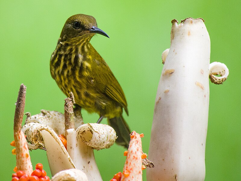 Purple-naped Spiderhunter (Kurochkinegramma hypogrammicum) photo