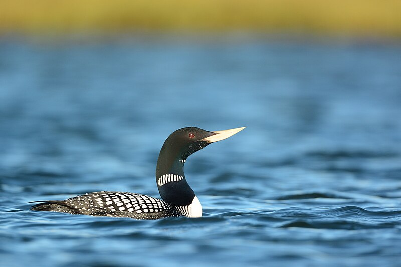 Yellow-billed Loon (Gavia adamsii) photo
